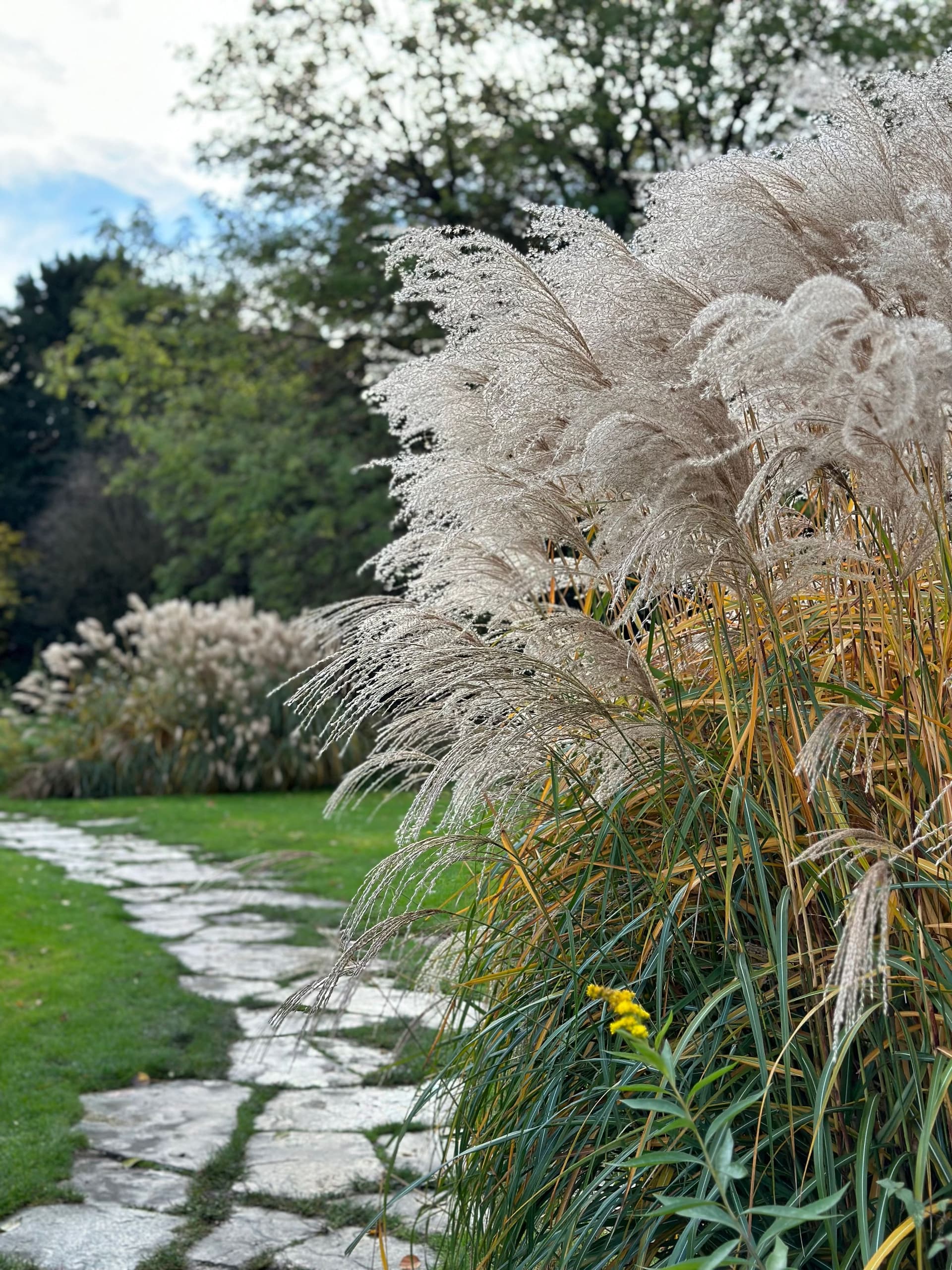 Tall ornamental grasses beside a stone garden path
