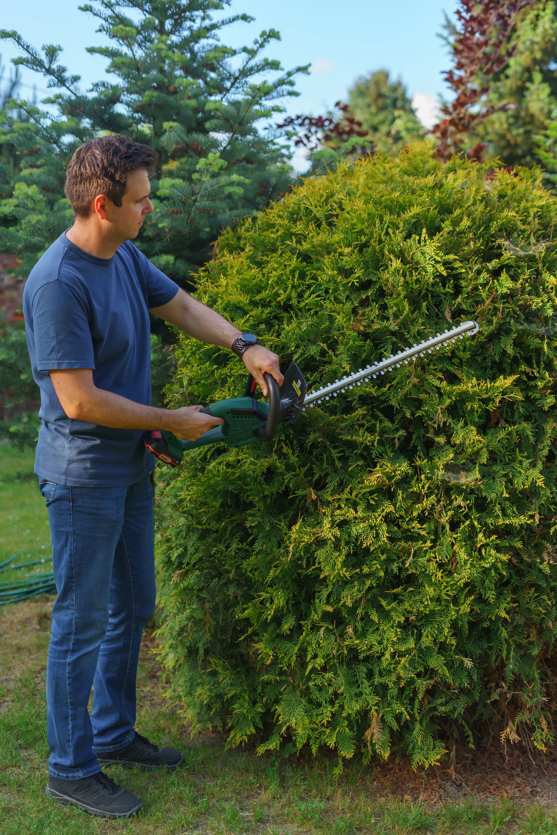 Person shaping a shrub with a hedge trimmer
