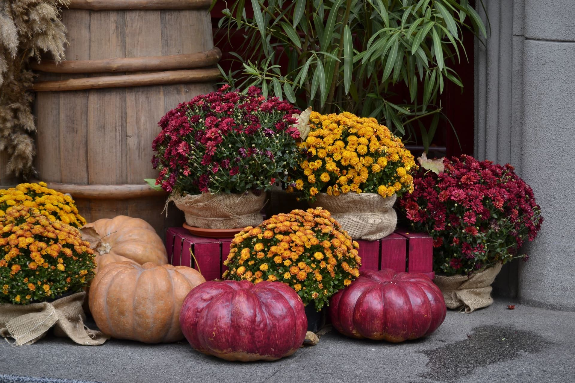 Potted red and yellow chrysanthemums with pumpkins in an autumn display