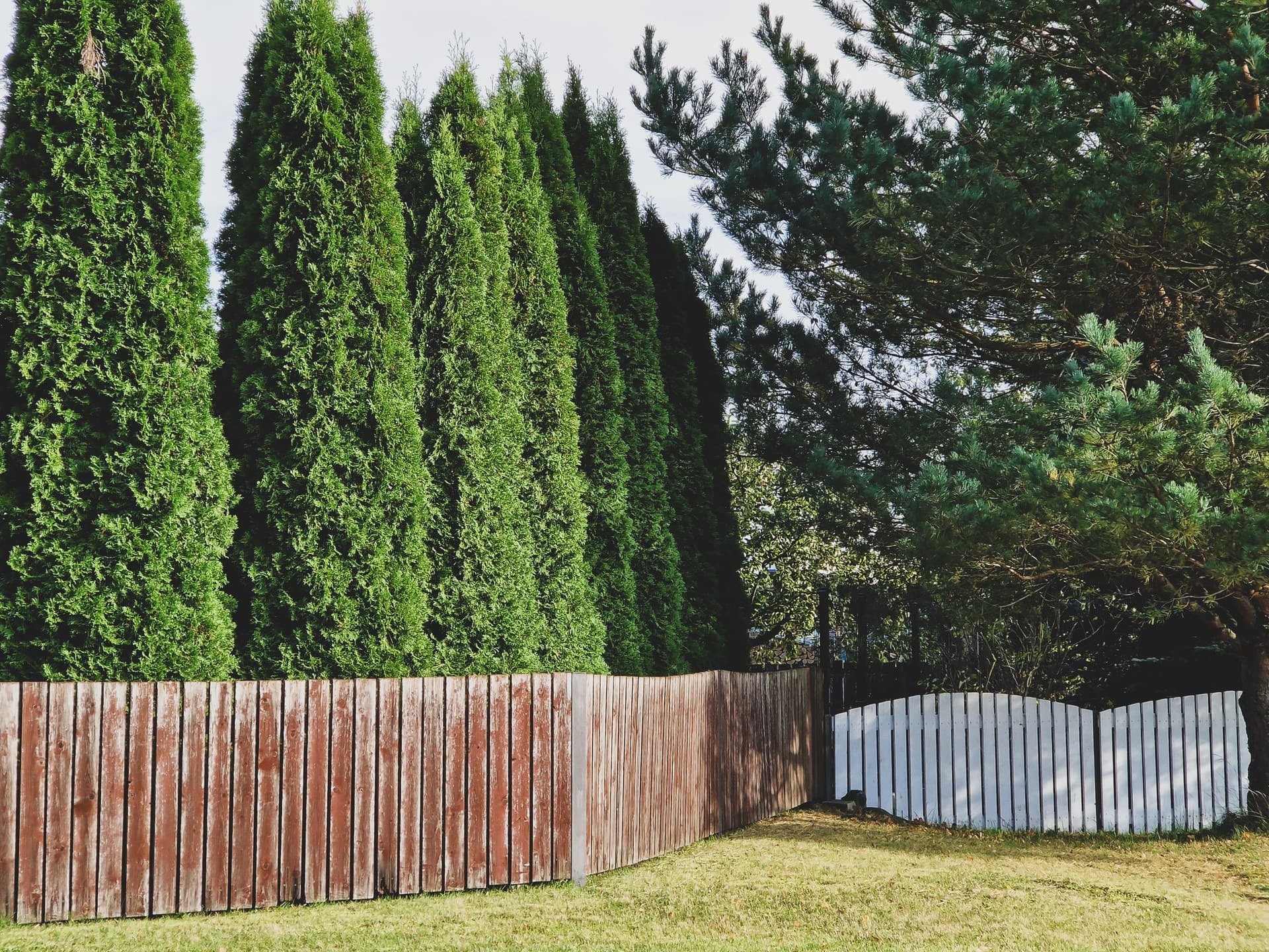 Tall evergreen arborvitae screening planting behind a fence